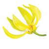 Ylang Ylang essential oil