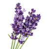 Lavender essential oil