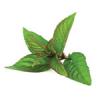 Peppermint essential oil