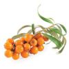 Sea buckthorn oil