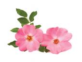 Wild rose – the heart of the new skincare collection