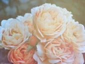 Story of the Wild Rose
