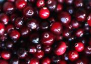 Berry of the season – cranberries
