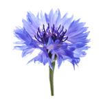 Kornblume