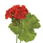 Ätherisches Geranienöl