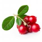 Cowberry extract