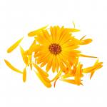 Ringelblume