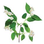 Extrakt aus fünf Früchten und Blüten