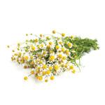 Camomile extract