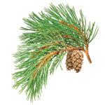 Pine cone extract