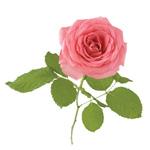 Ätherisches Rosenöl