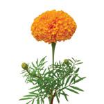 Ätherisches Ringelblumenöl