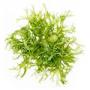 Algae extract 