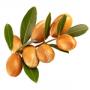 Argan Öl