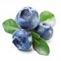 Blaubeer Extrakt