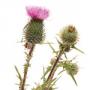 Burdock root extract