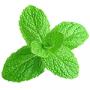 Spearmint leaf essential oil 