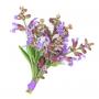 Salvia extract