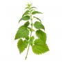 Nettle extract