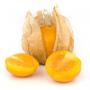 Physalis extract