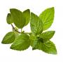 Melissa leaf extract