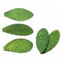 Cactus extract