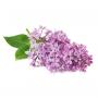 Lilac extract