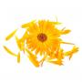 Ringelblume
