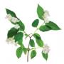5 fruit and flower extract 
