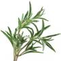Rosemary leaf extract 