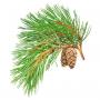 Pine cone extract 