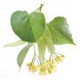 Linden flowers extract