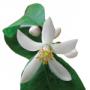 Neroli essential oil