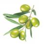 Olive oil