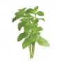 Peppermint extract