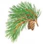 Pine cone extract