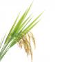 Rice bran oil