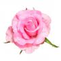 Rose flower