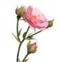 Ätherisches Rosenholzöl
