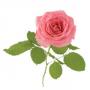 Ätherisches Rosenöl