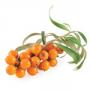 Sea buckthorn oil