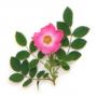 Wild rose extract