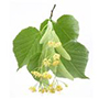 Lindenblüte