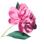 Peony