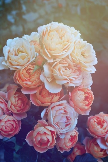 Wild Rose Story